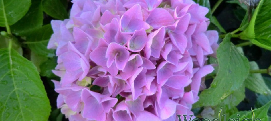 Hydrangea macrophylla Colonel Durham