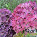 Hydrangea macrophylla Colonel Durham_