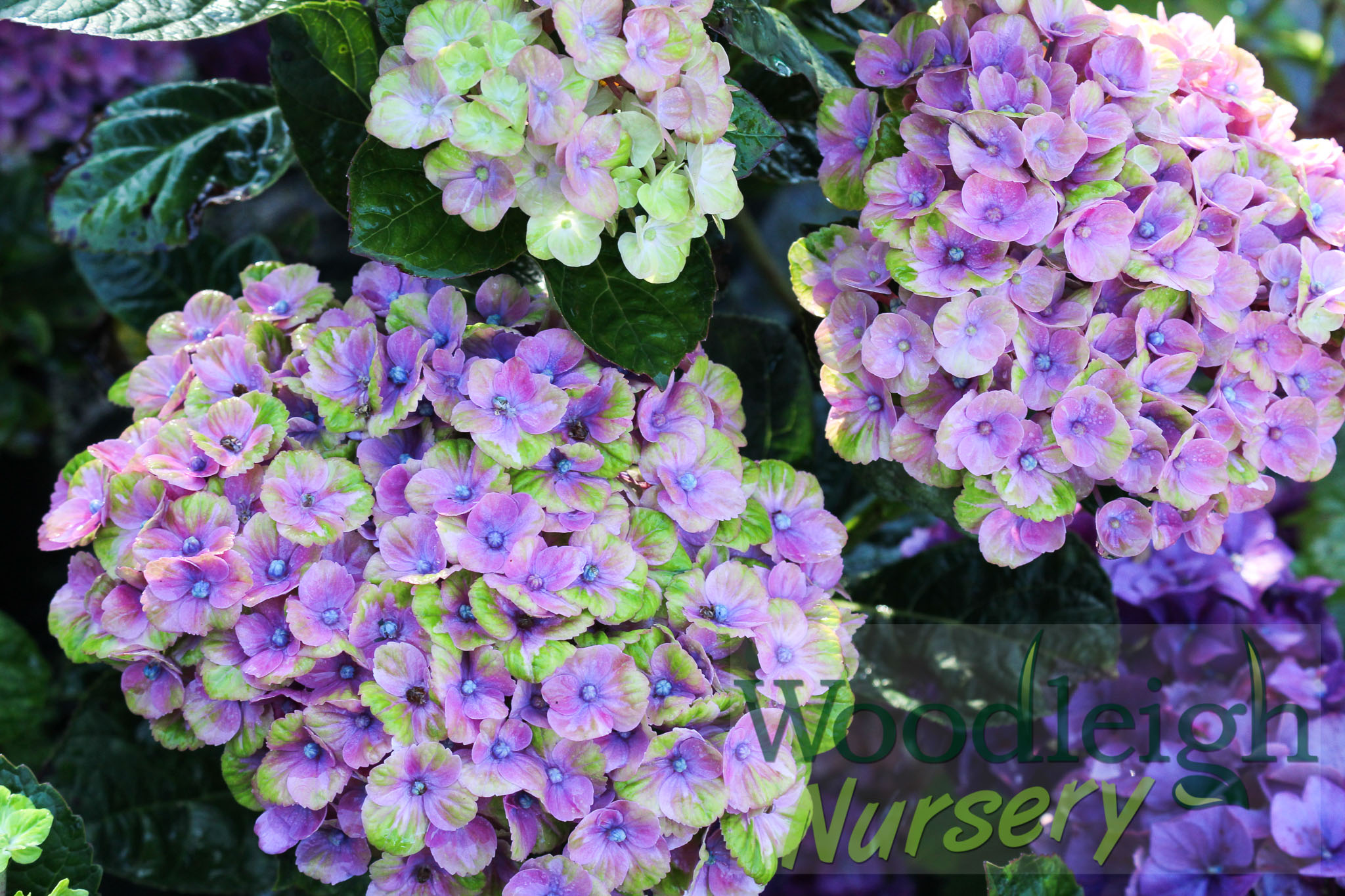 Hydrangea macrophylla Coral