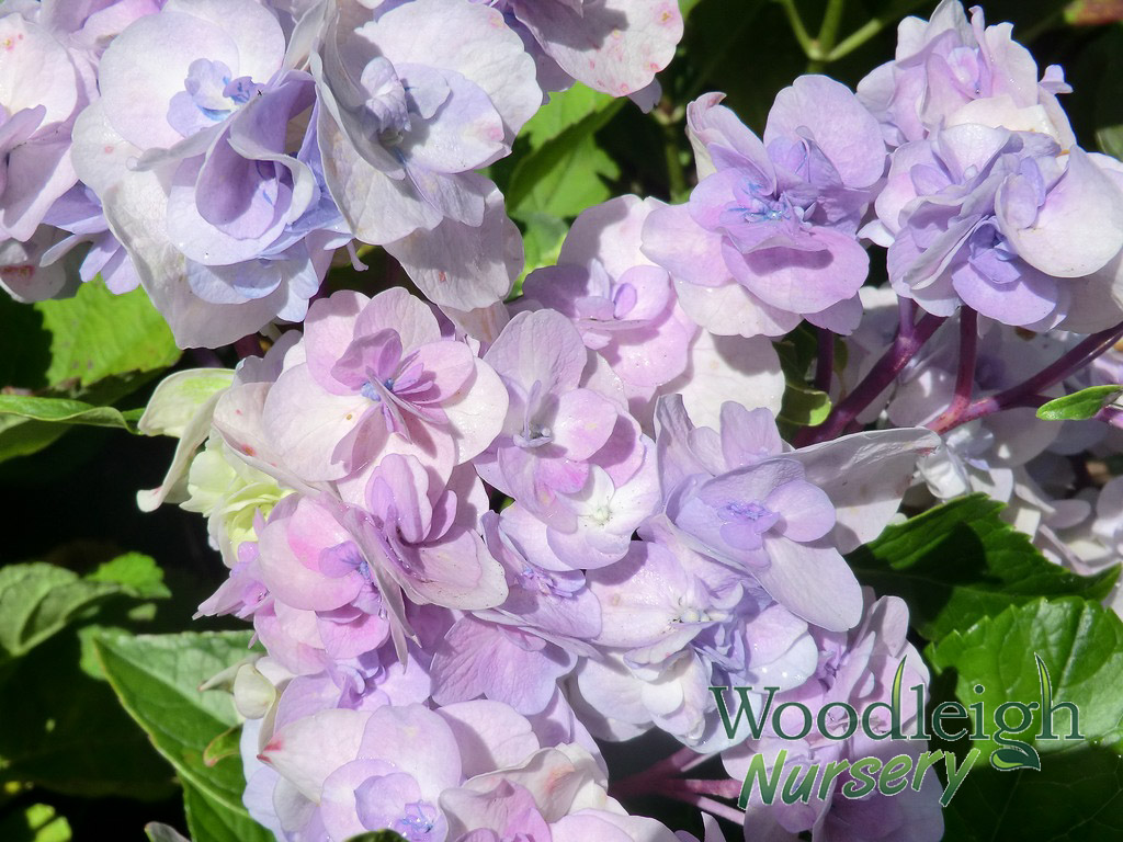 Hydrangea macrophylla Domotoi