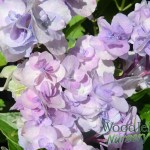 Hydrangea macrophylla Domotoi