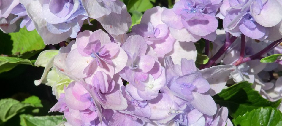 Hydrangea macrophylla Domotoi