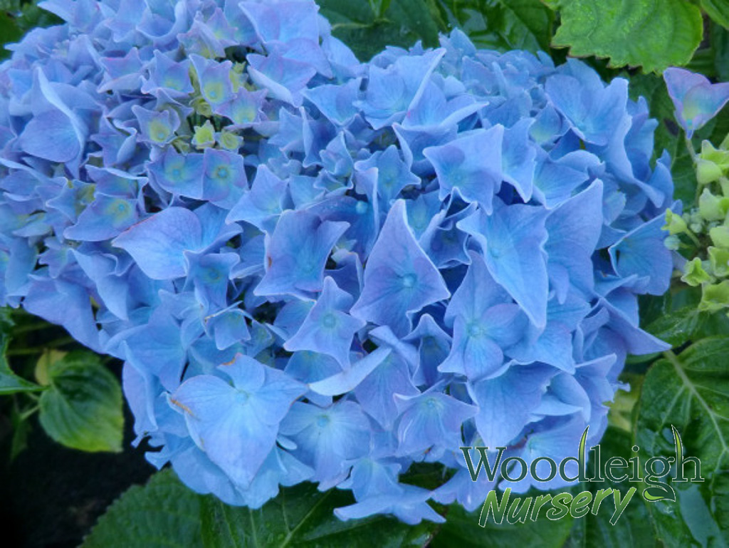 Hydrangea macrophylla Elbe