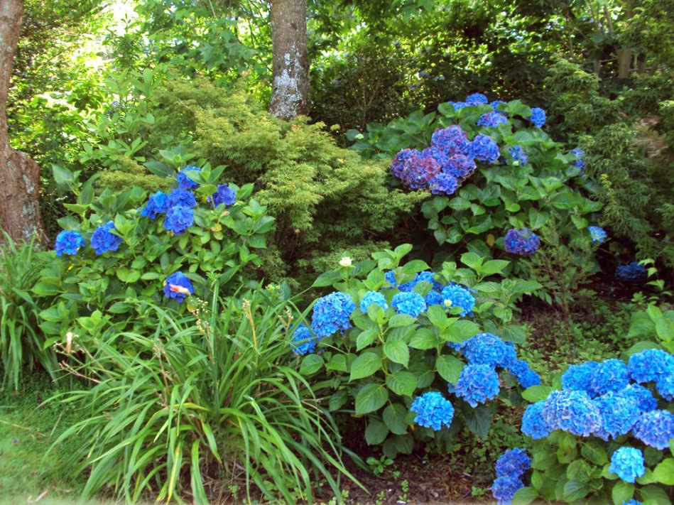 Hydrangea macrophylla Elbe (right foreground)