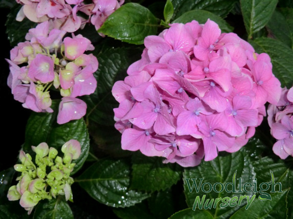 Hydrangea macrophylla Elbe