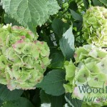 Hydrangea macrophylla Emerald