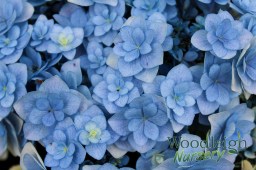 Hydrangea macrophylla Forever&nbsp;(Youme)