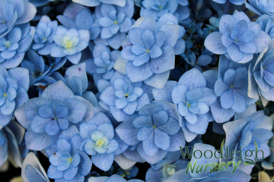 Hydrangea macrophylla Forever (Youme)