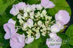 Hydrangea macrophylla Hobella