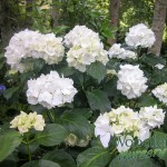 Hydrangea macrophylla Immaculata