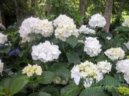 Hydrangea macrophylla Immaculata