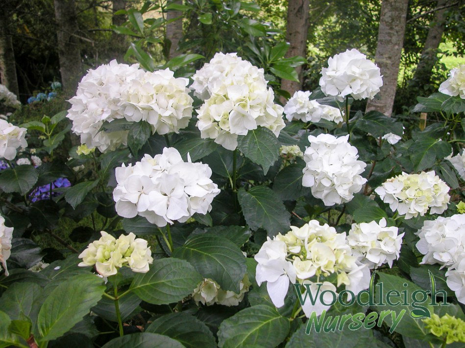 Hydrangea macrophylla Immaculata