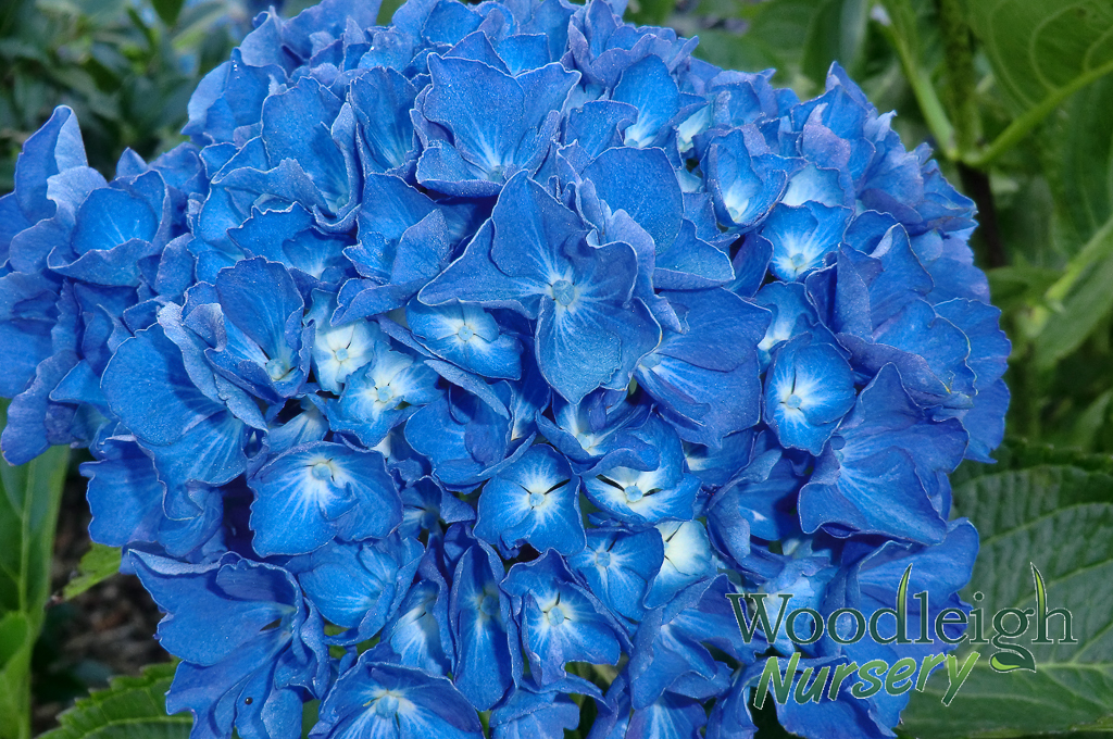Hydrangea macrophylla Renate Steiniger (San Marcos)