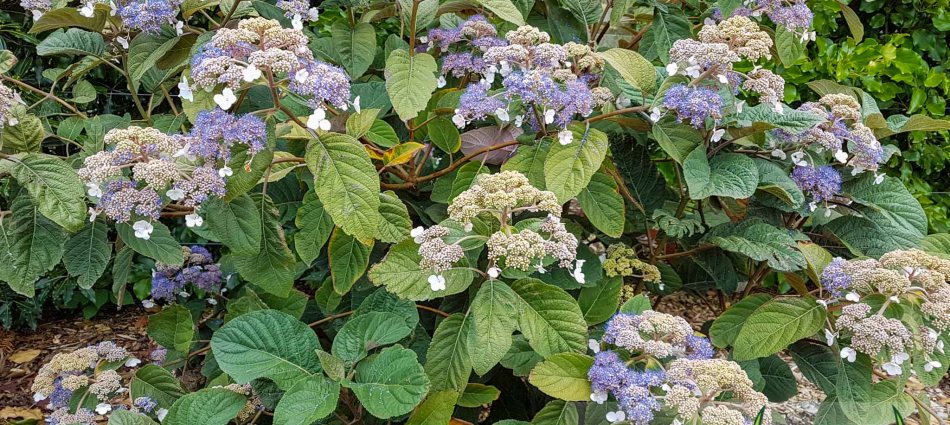 Hydrangea New Beginnings