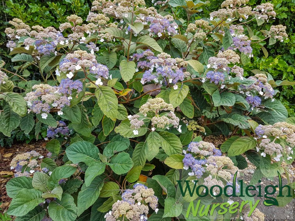 Hydrangea New Beginnings