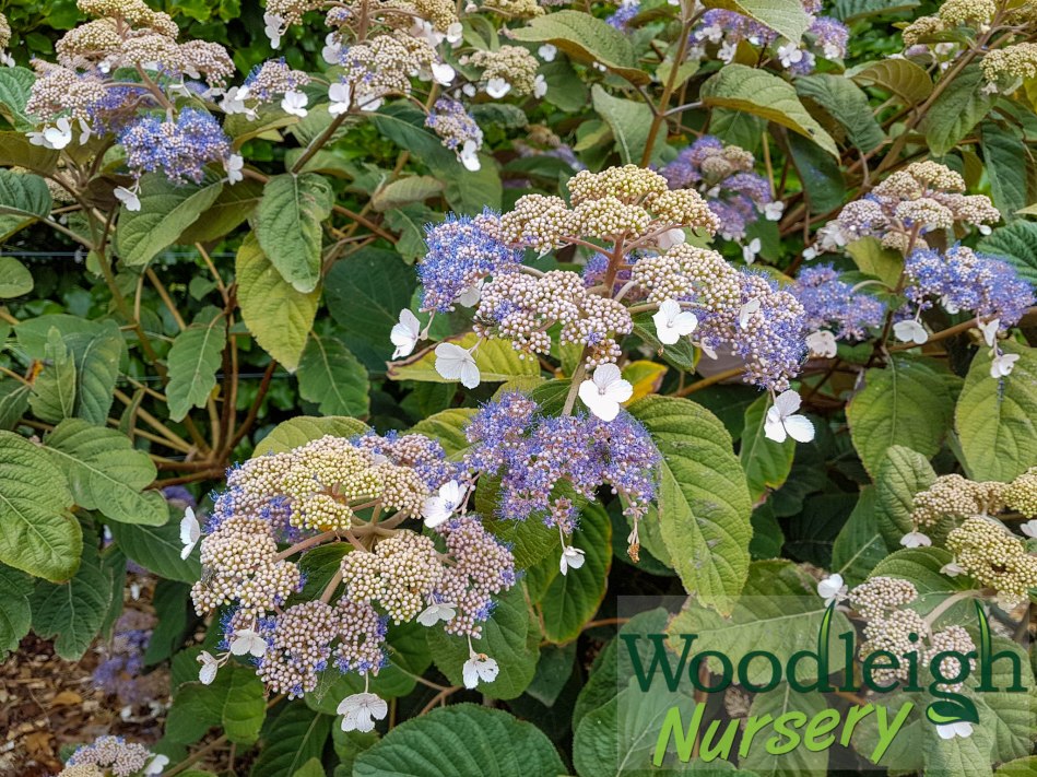 Hydrangea New Beginnings