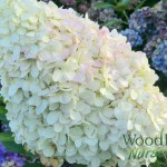 Hydrangea serrata Glyn Church