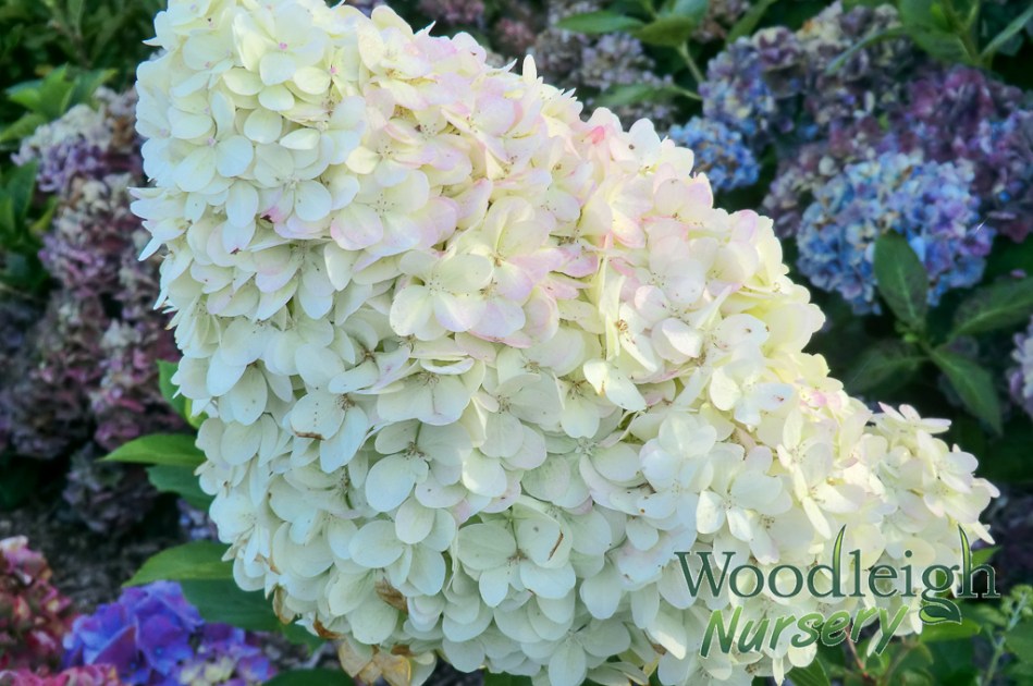 Hydrangea serrata Glyn Church