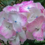 Hydrangea serrata Glyn Church