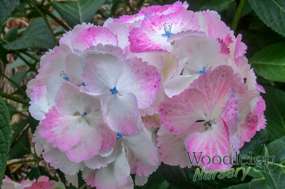 Hydrangea serrata Glyn Church