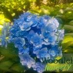 Hydrangea Youme Emotion