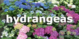 Woodleigh Nursery hydrangeas