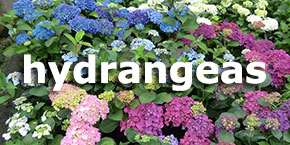 Woodleigh Nursery hydrangeas