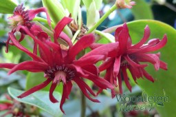 Illicium floridanum (Purple&nbsp;Anise)