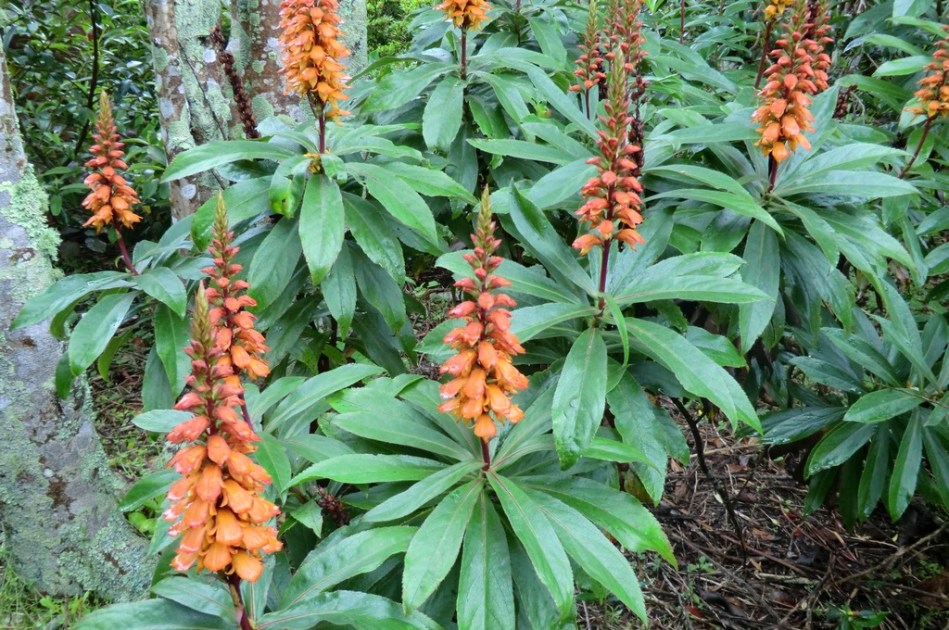 Isoplexis canariensis