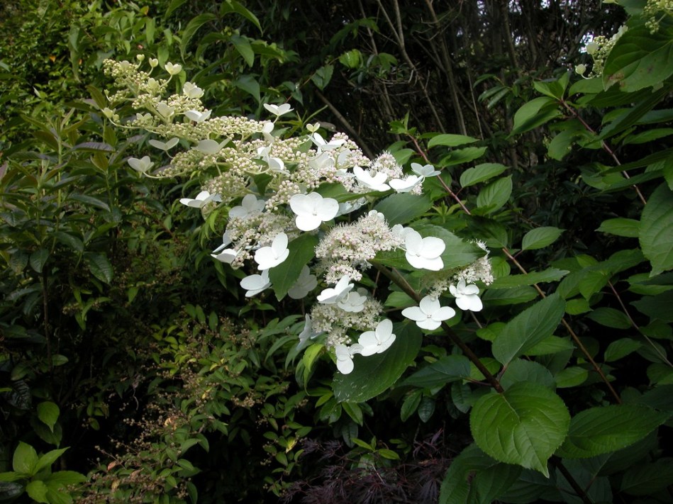 Hydrangea paniculata Kyushu