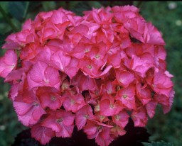 Hydrangea macrophylla Leuchtfeur