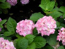 Hydrangea macrophylla Madame&nbsp;Plumecoq
