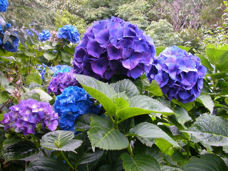 Hydrangea macrophylla Merritts Supreme