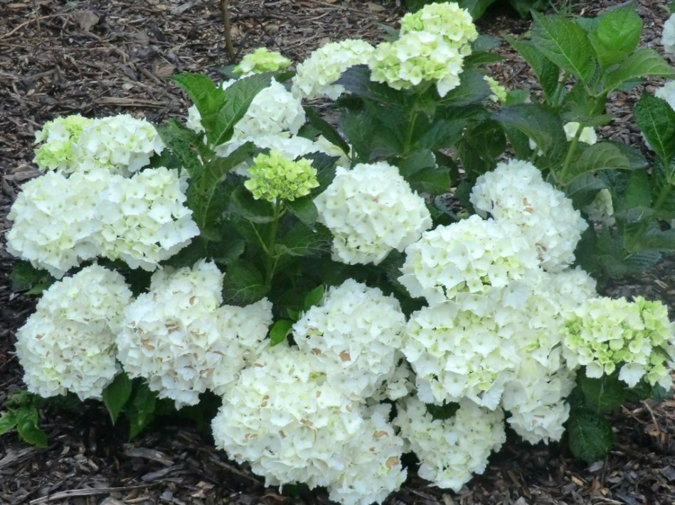 Hydrangea macrophylla Mme Emile Mouillere