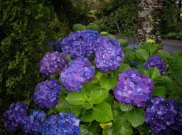 Hydrangea macrophylla Montgomery