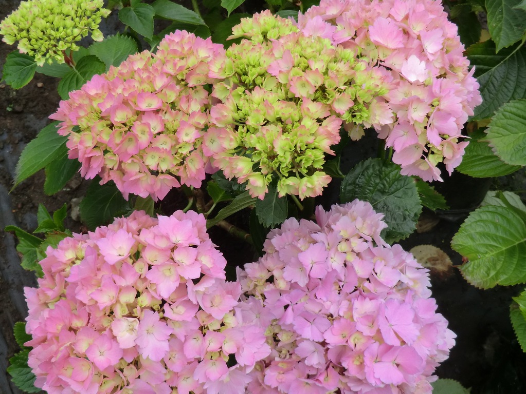 Hydrangea macrophylla Mrs Kumiko