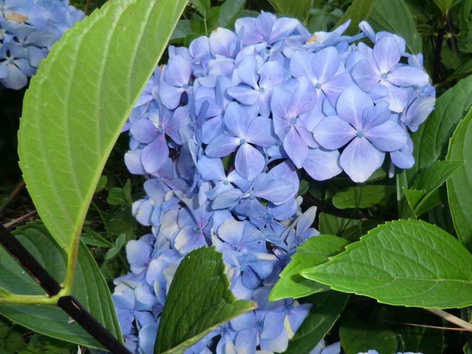Hydrangea macrophylla Nigra