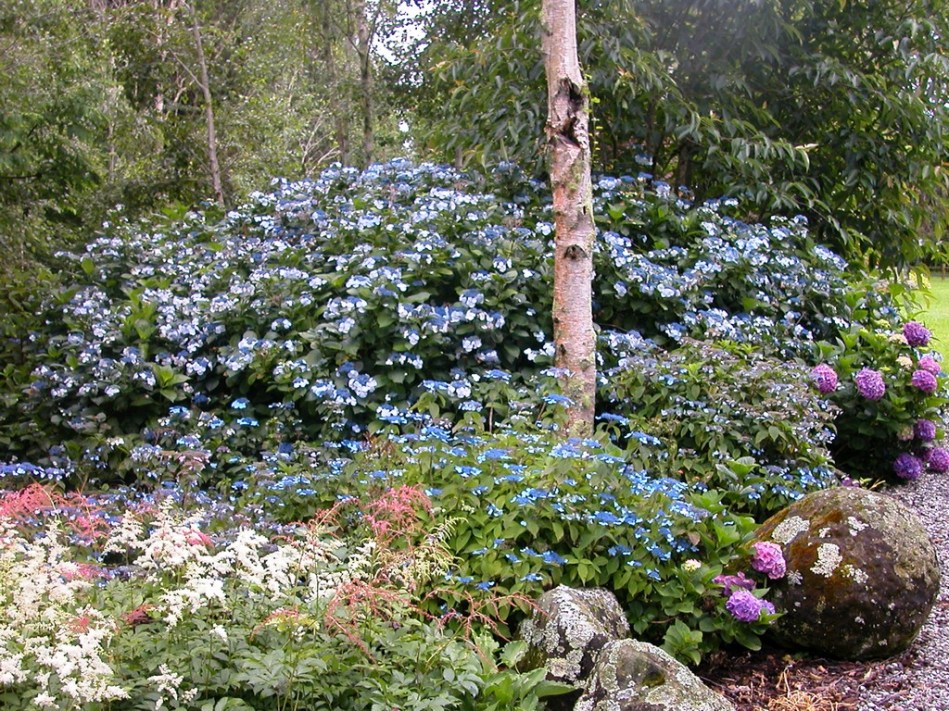 Hydrangea macrophylla opuloides