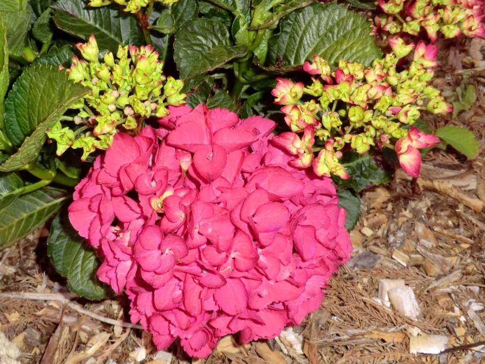 Hydrangea macrophylla P Red