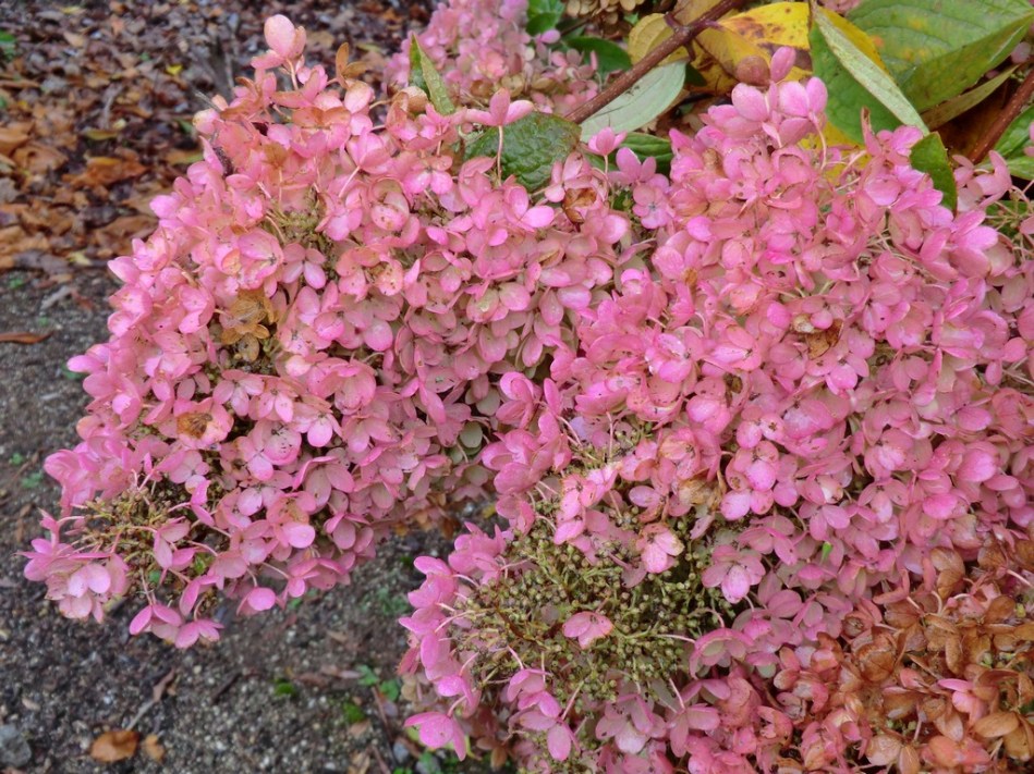 Hydrangea paniculata Grandiflora (autumn tones)