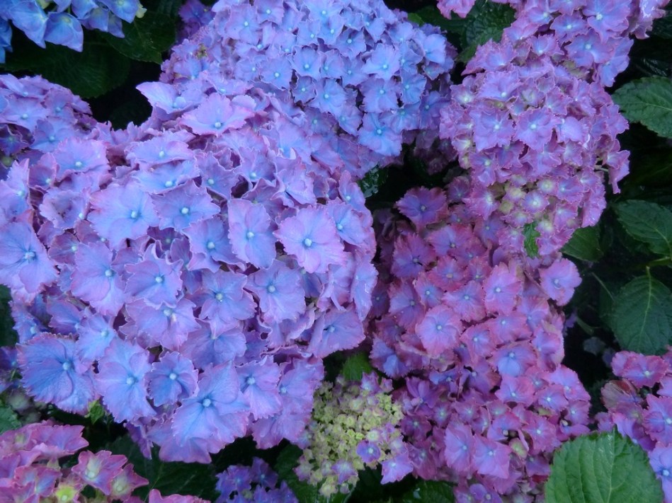 Hydrangea macrophylla Parzifal