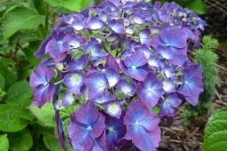 Hydrangea macrophylla President&nbsp;Doumer