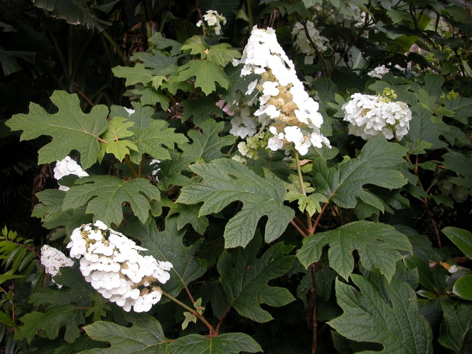Hydrangea quercifolia Snow Queen