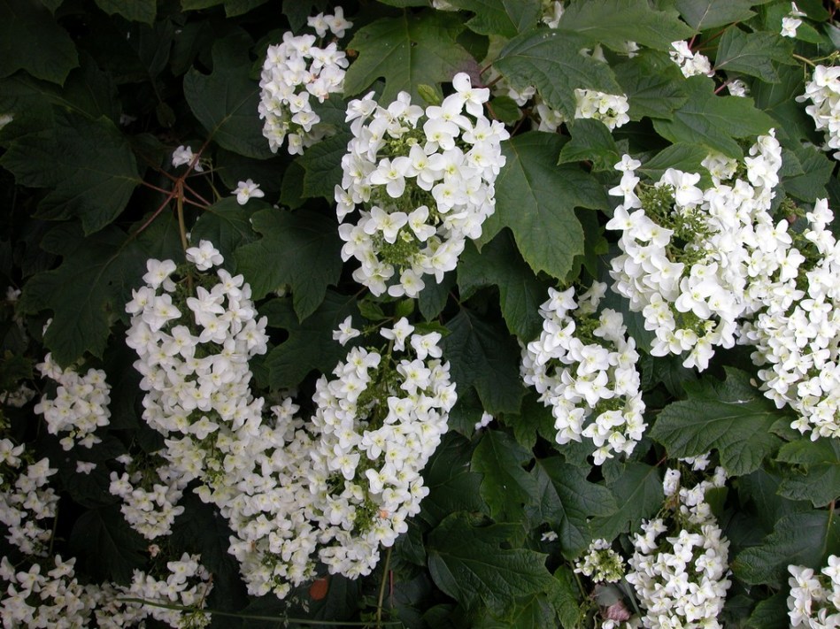 Hydrangea quercifolia Snowflake