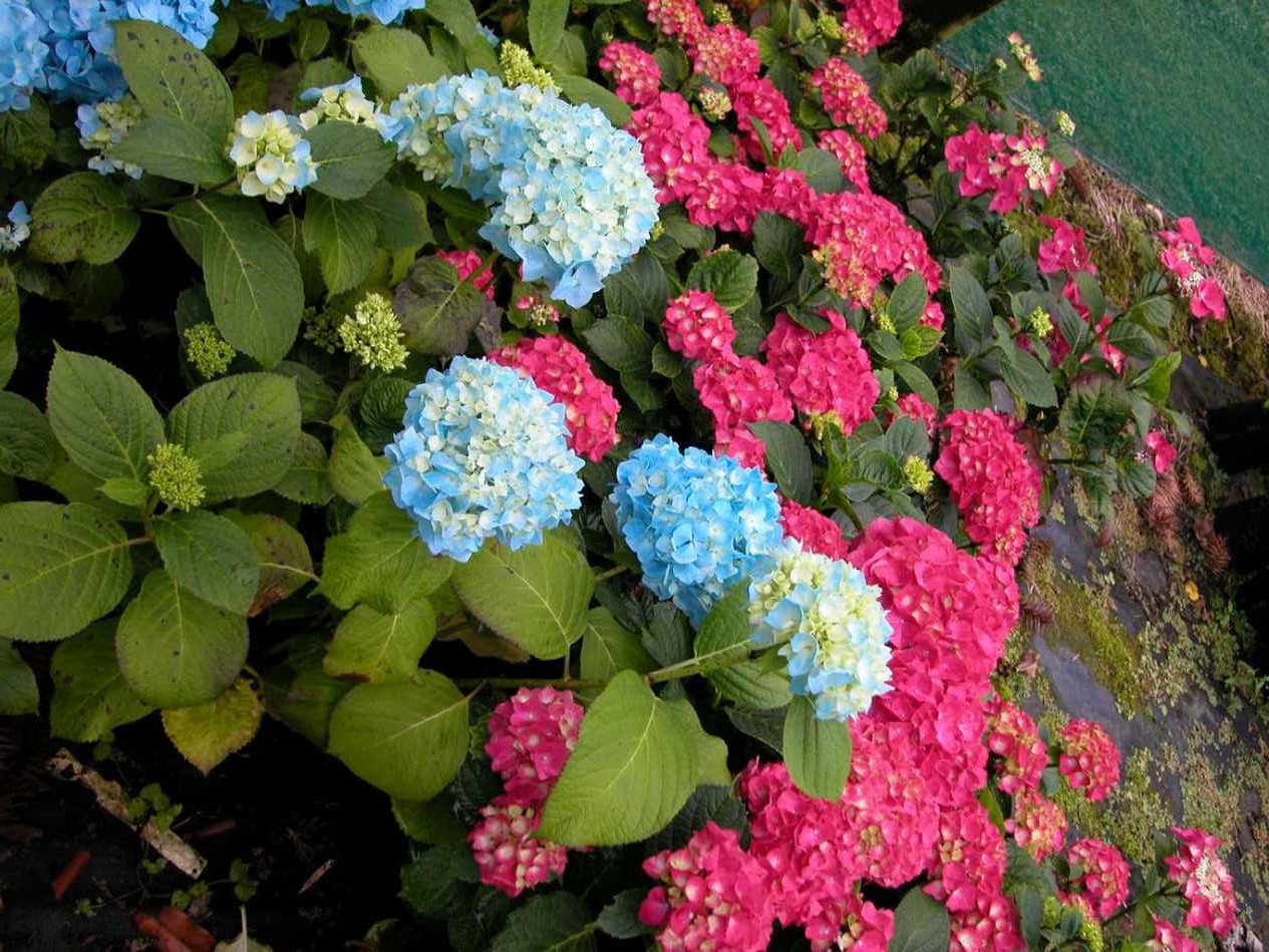 Hydrangea macrophylla Red Emperor