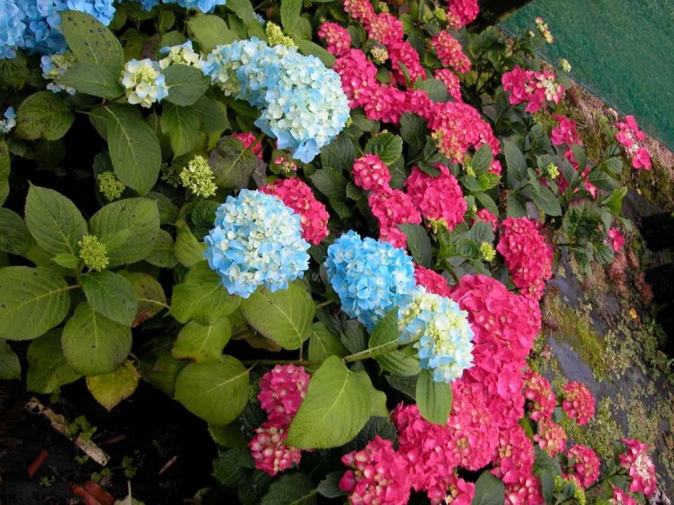 Hydrangea macrophylla Red Emperor