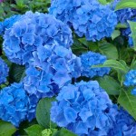 Hydrangea macrophylla Renate Steiniger