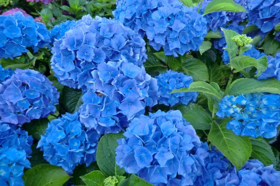 Hydrangea macrophylla Renate Steiniger