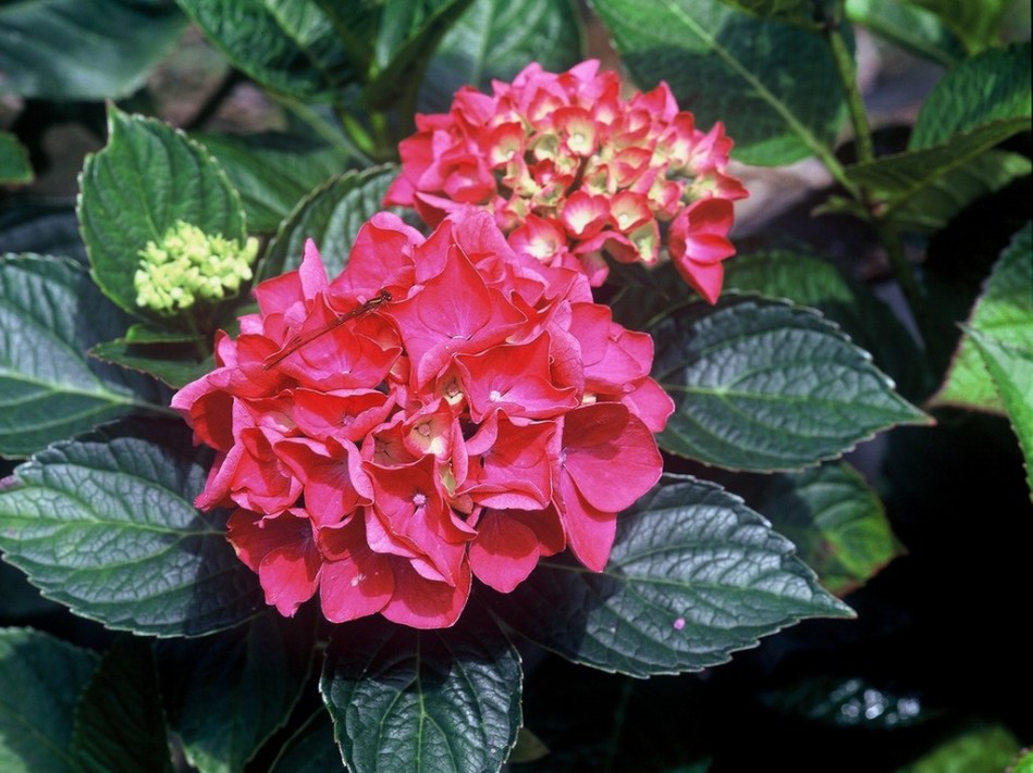 Hydrangea macrophylla Rheinland