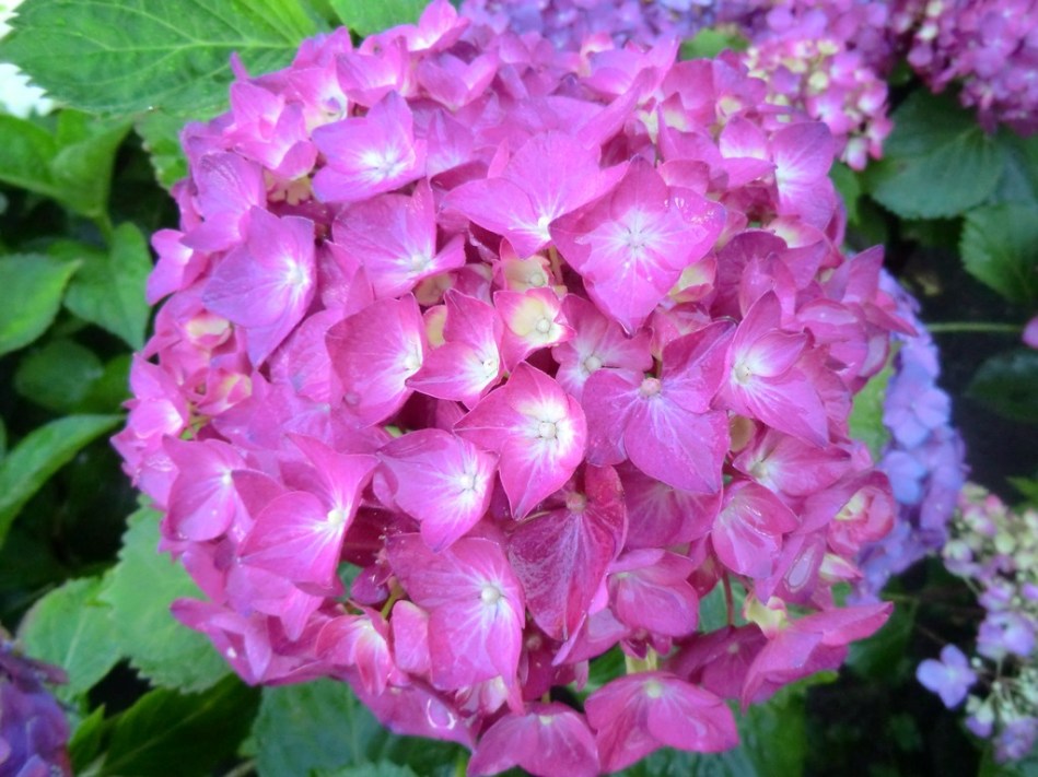 Hydrangea macrophylla Rochambeau